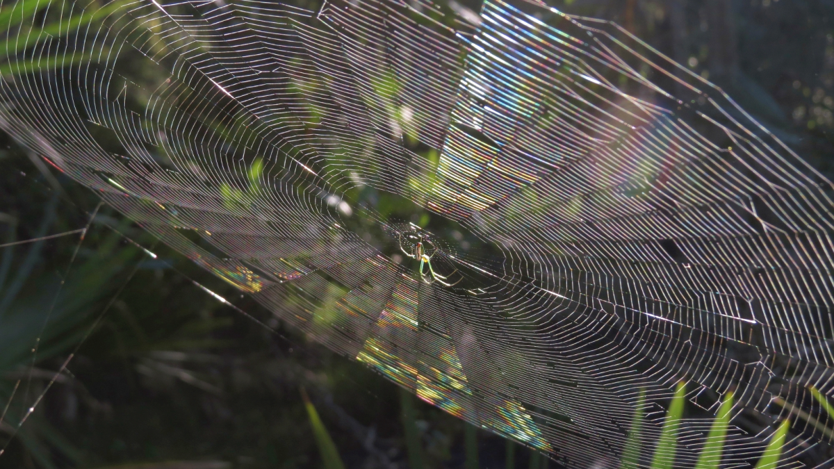 How to avoid the horror of walking through a spiderweb, according to the National Park Service
