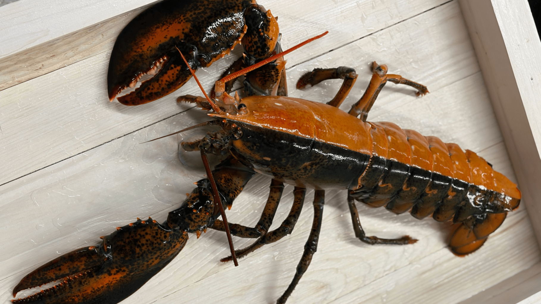 a lobster with orange color on one side and black on the other