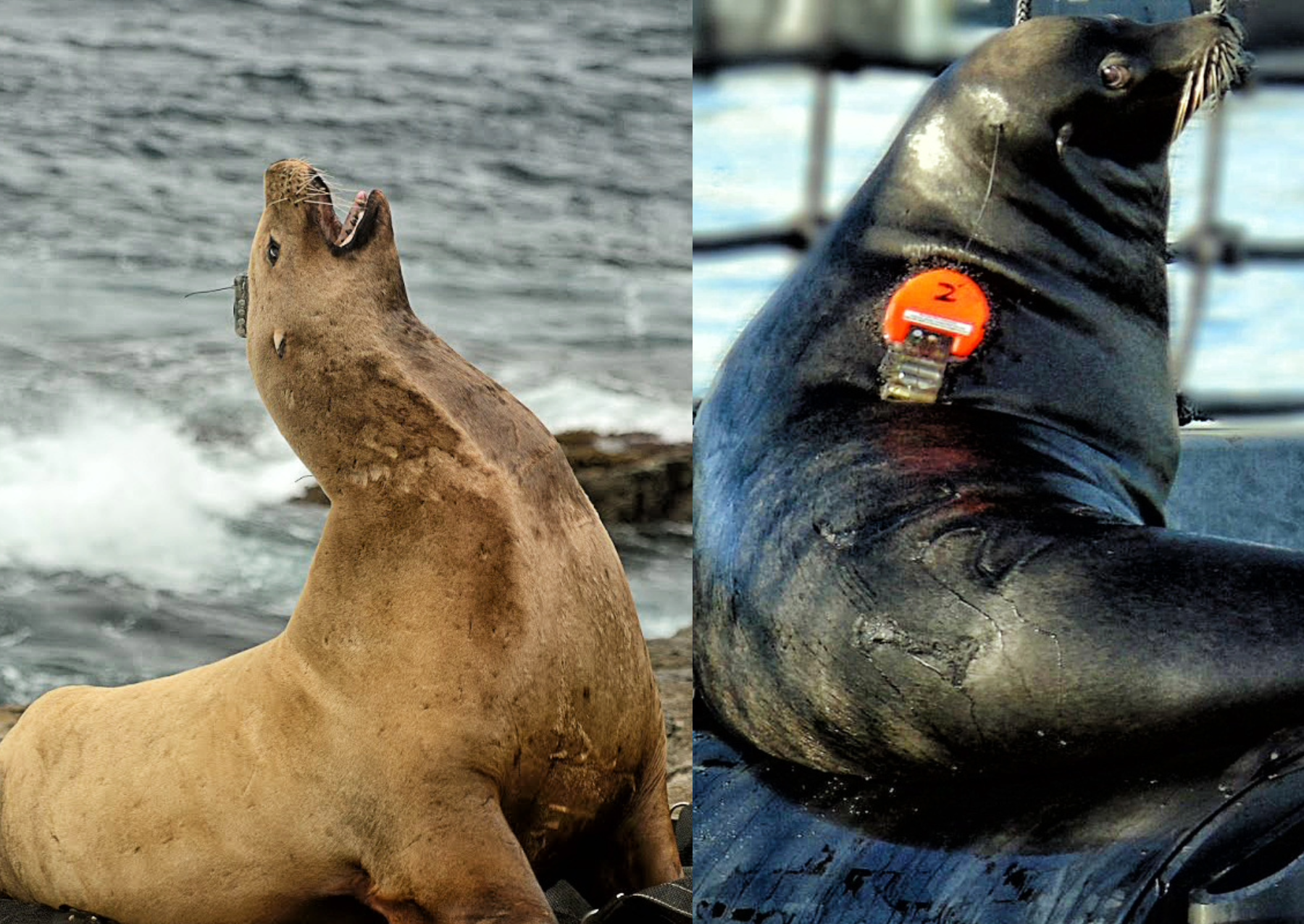 A Stellar sea lion (left) wearing a NOAA satellite transmitter. A California sea lion (right) wearing a similar tracker. 