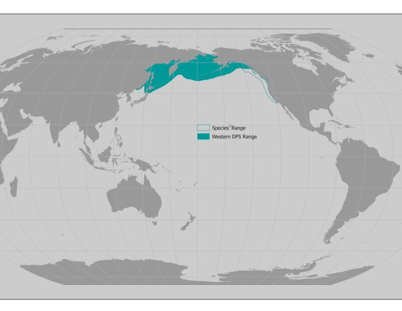 World map with a rough representation of the Steller sea lion's range. It stretches from Japan and Russia across the Pacific to the west coast of the US