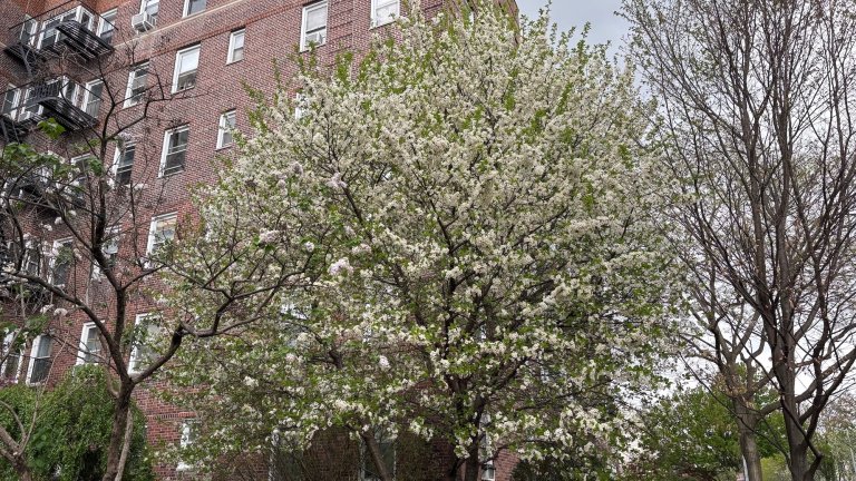 white flowering tree in front of apartment building