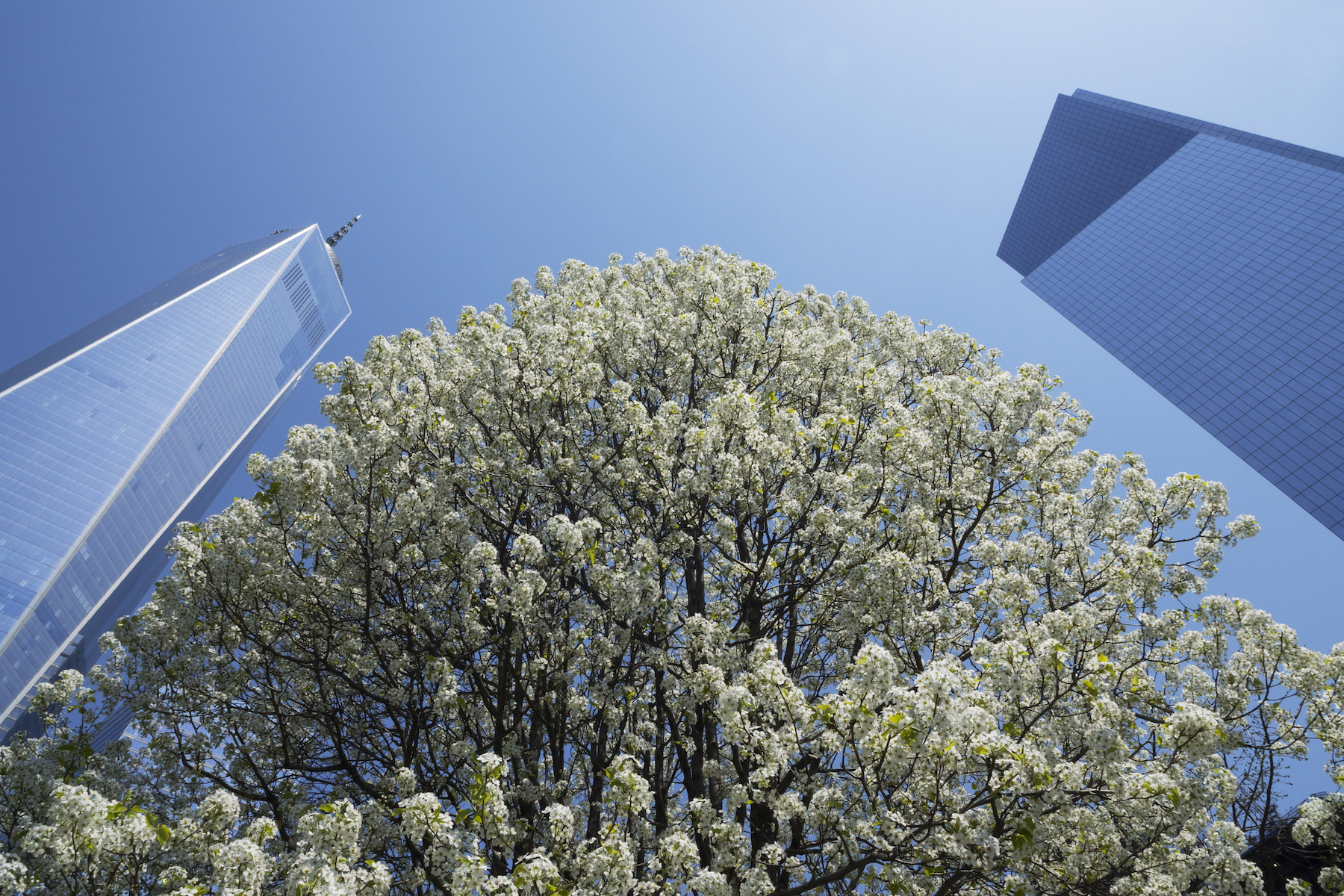 A callery pear tree became known as the "Survivor Tree" after enduring the September 11, 2001 terror attacks at the World Trade Center.
