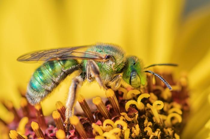 a green bee on a yellow flower