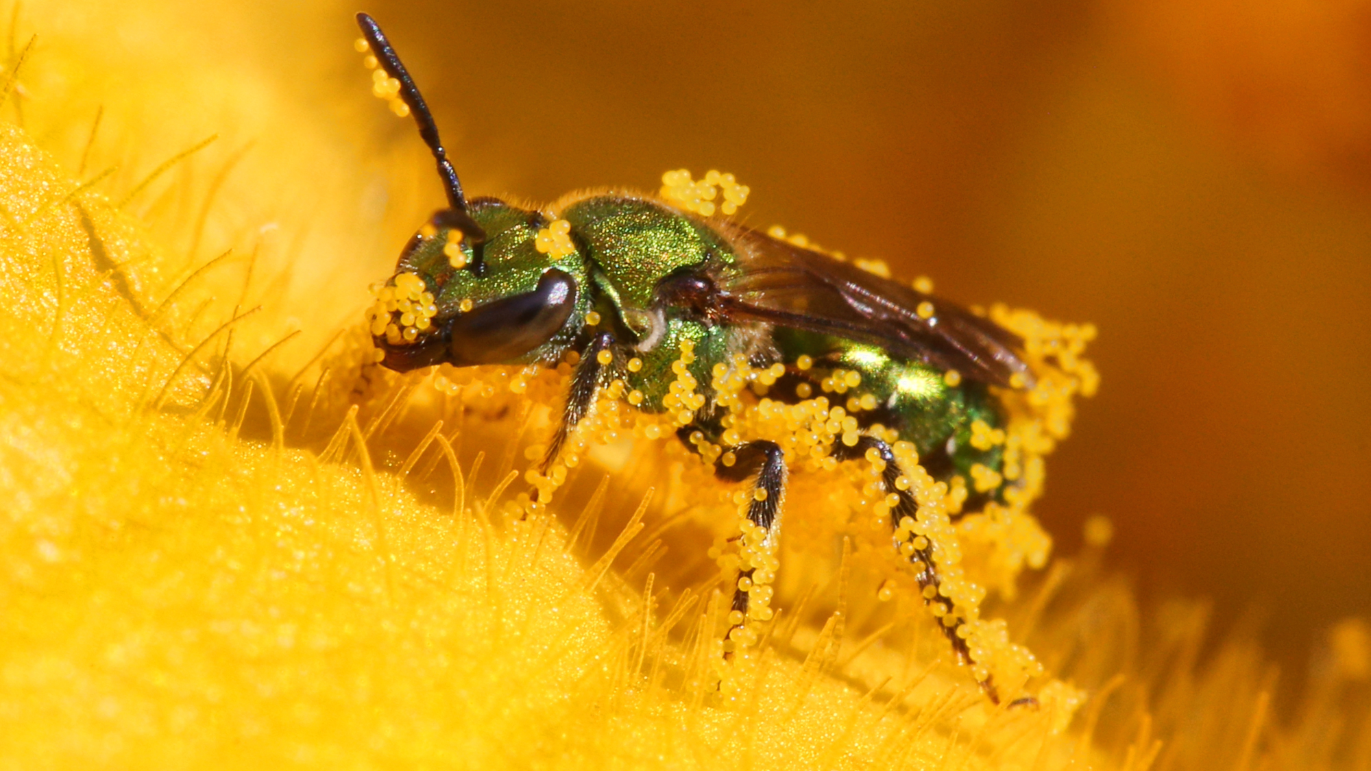 a green bee pollinating a yellow flower