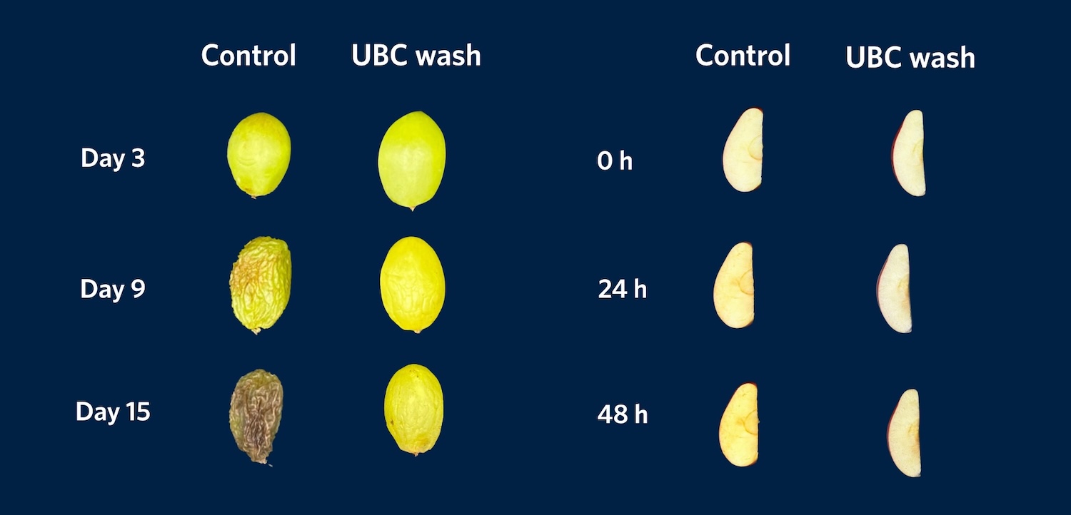 Comparison timelapse image of grapes and apples showing control fruit and fruit treated with solution. The treated fruits last much longer
