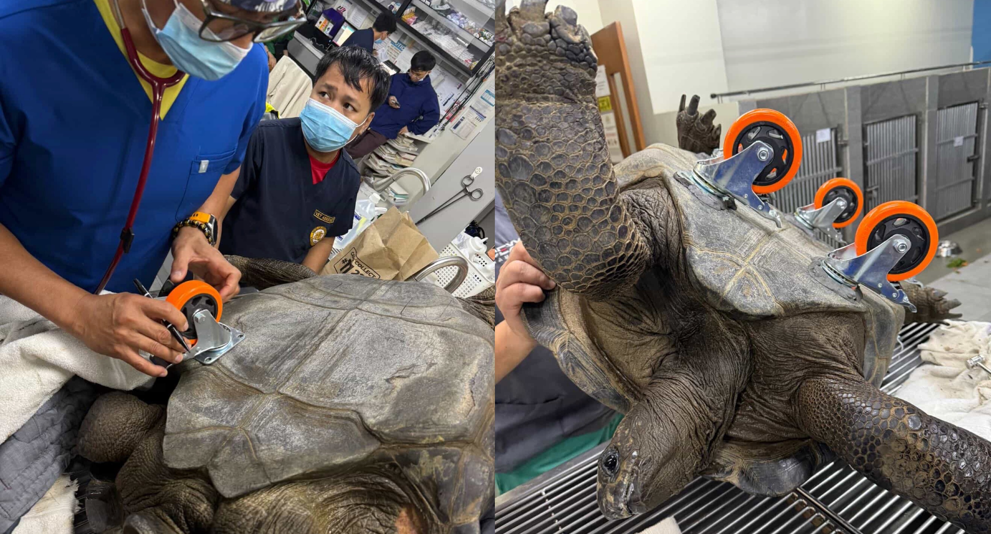 Injured turtle gets a second chance on four wheels