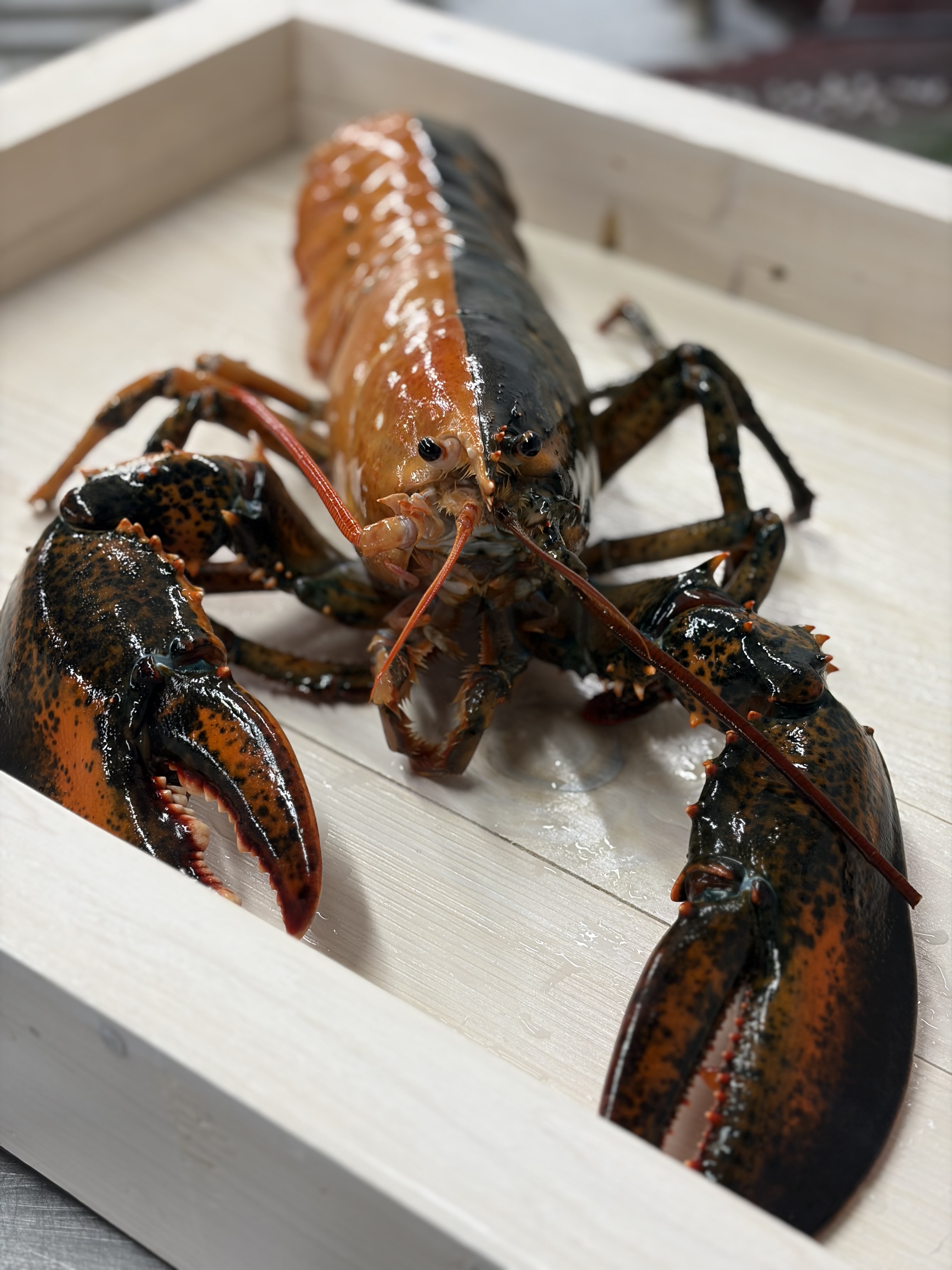a lobster with orange coloration on one side and black on the other