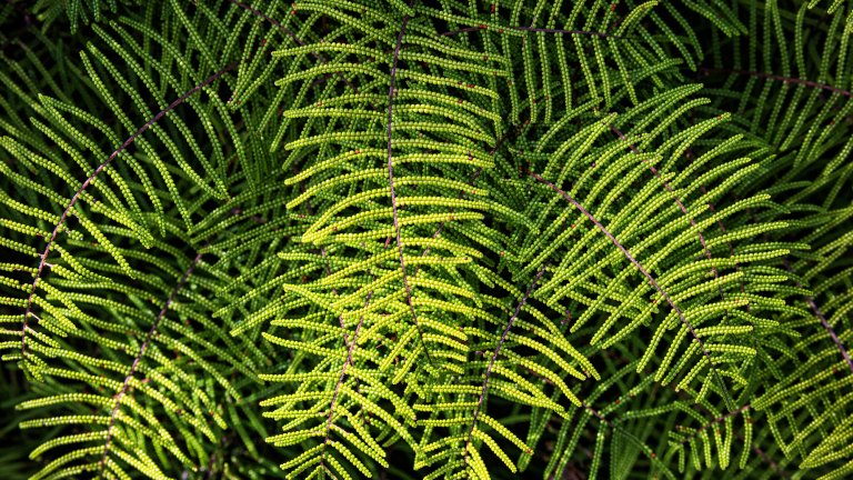 Close-up shot of fern fronds