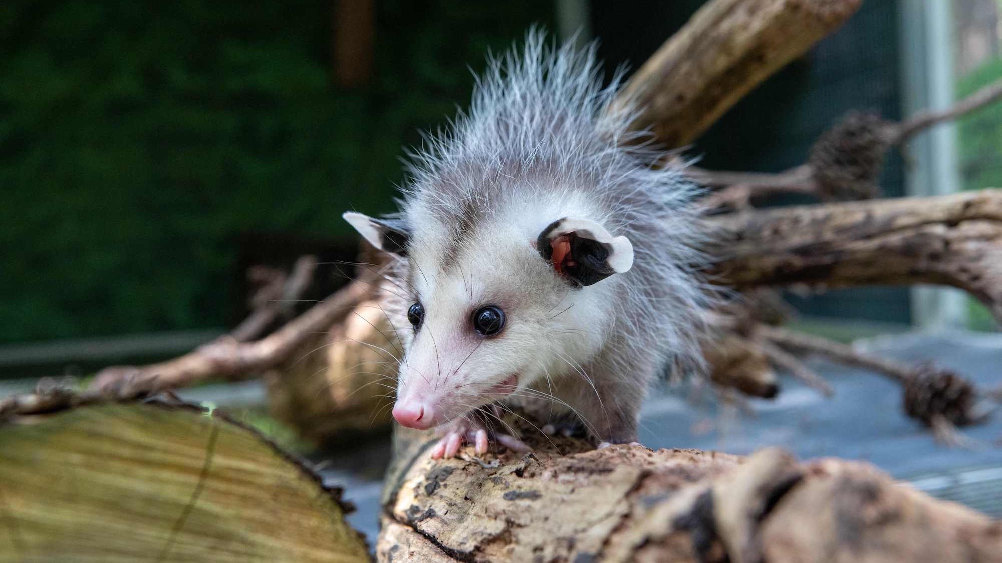 baby oppossum on a stick