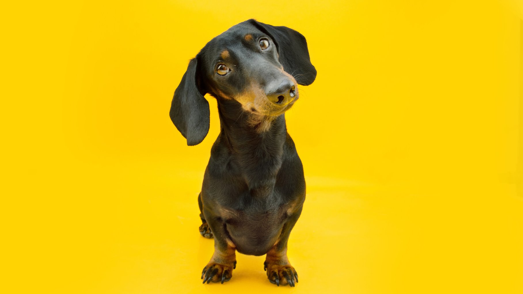 Portrait attentive teckel puppy dog tilting head side. Isolated on yellow colored background