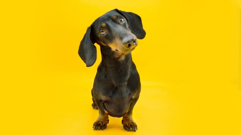 Portrait attentive teckel puppy dog tilting head side. Isolated on yellow colored background