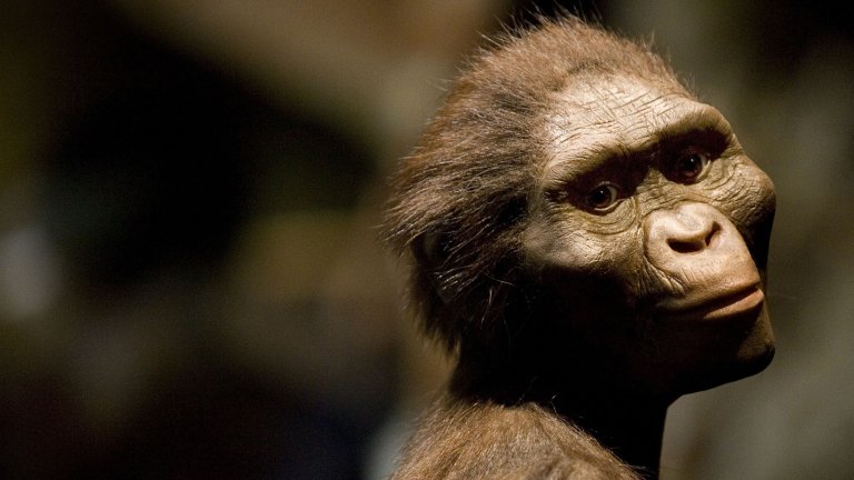 A portrait-style photograph shows a life-like reconstruction of an early human ancestor, Australopithecus afarensis, against a dark, blurred background. The figure is shown from the chest up, with its head turned to look over its shoulder toward the camera. It has prominent brow ridges, a flat nose, and large, dark, expressive eyes. Its skin is a dark tan, and its head and body are covered in short, reddish-brown hair.