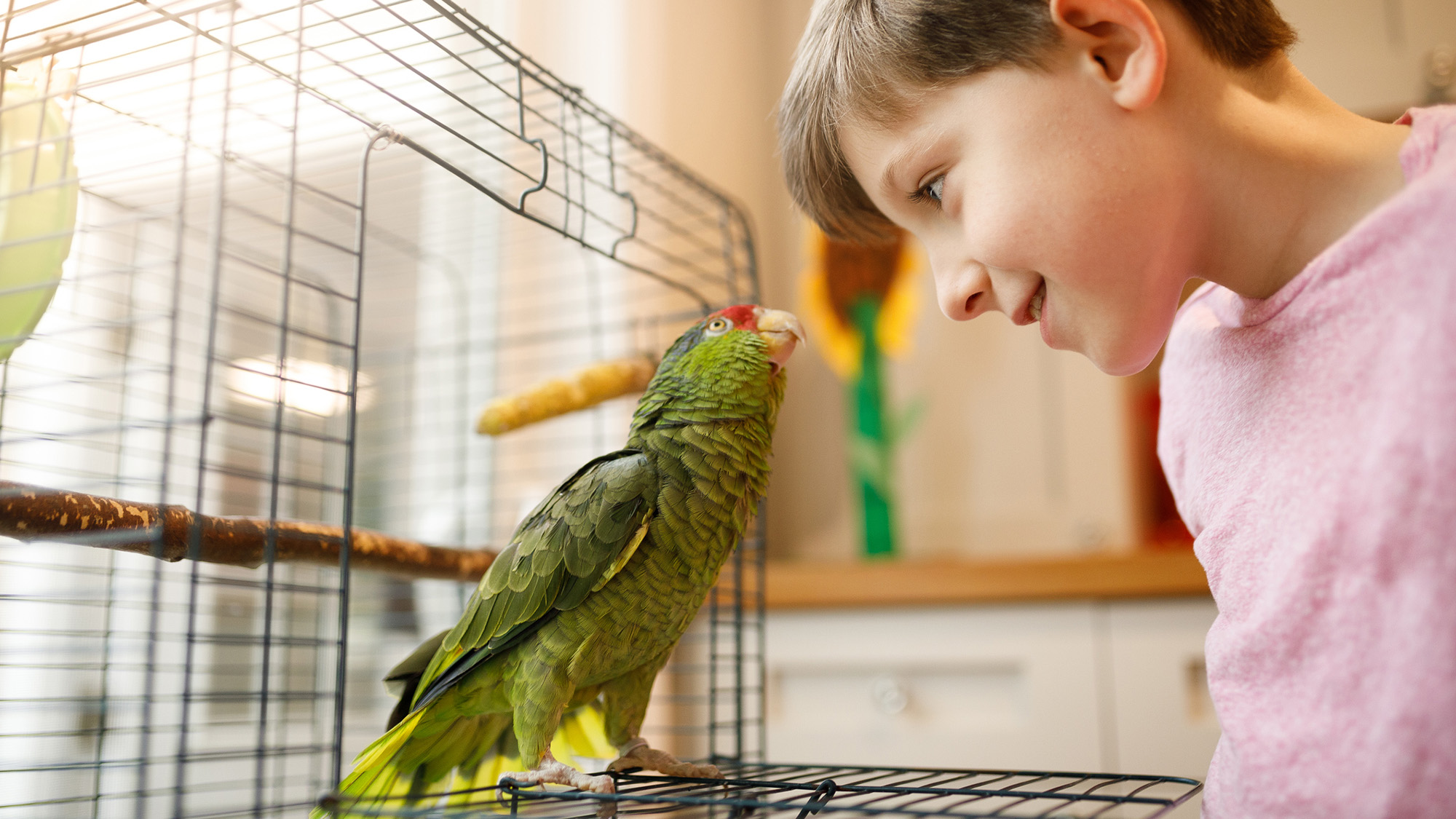 A green parrot stands outside of its cage looking at a young boy with brown hair wearing a pink shirt.