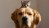 small kitten sitting on a golden retriever's head.