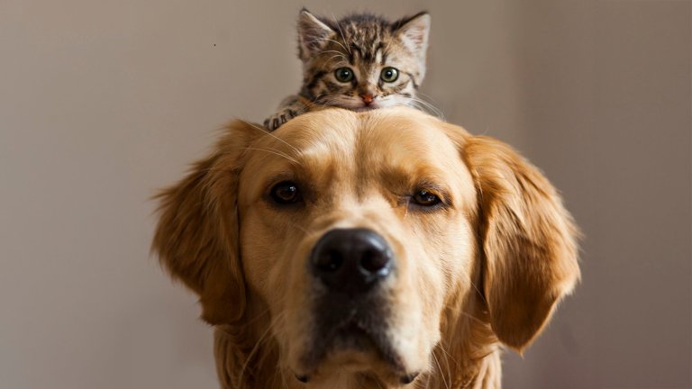 small kitten sitting on a golden retriever's head.