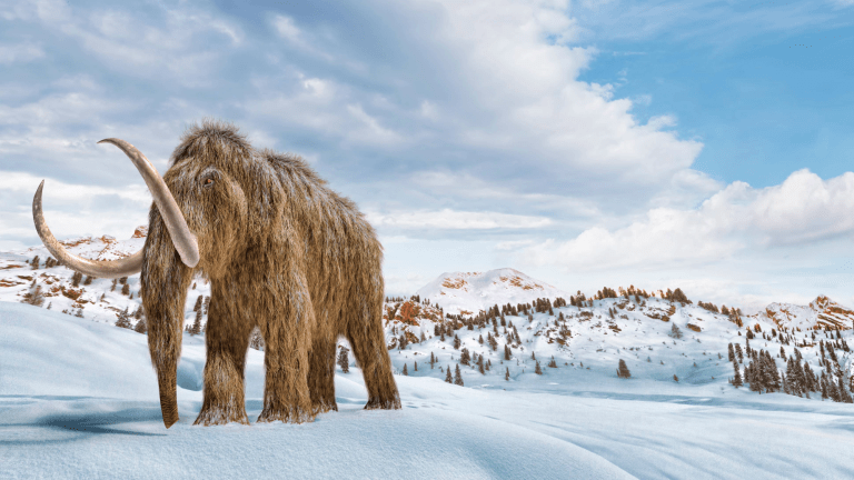 an illustration of a woolly mammoth with brown fur and two large tusks and a trunk walking around a snow landscape