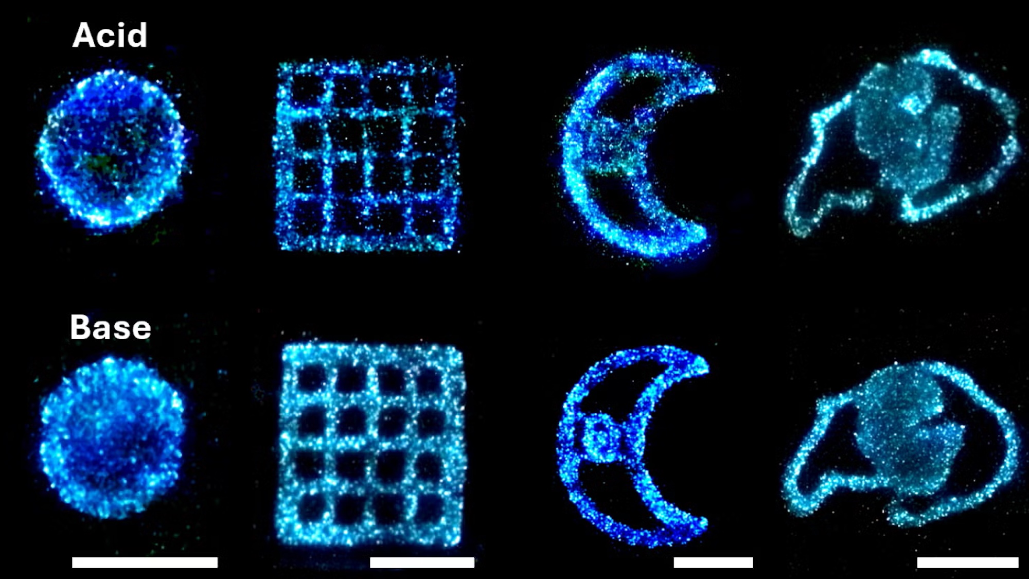 Glowing blue algae arranged in different shapes