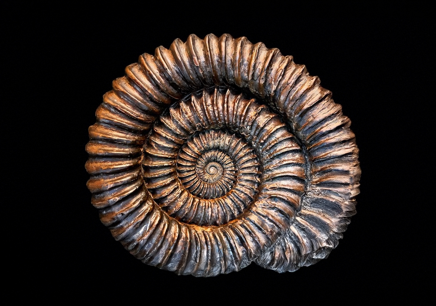 Macro shot of pyritized ammonite fossil, capturing metallic shine and intricate prehistoric shell structure; 