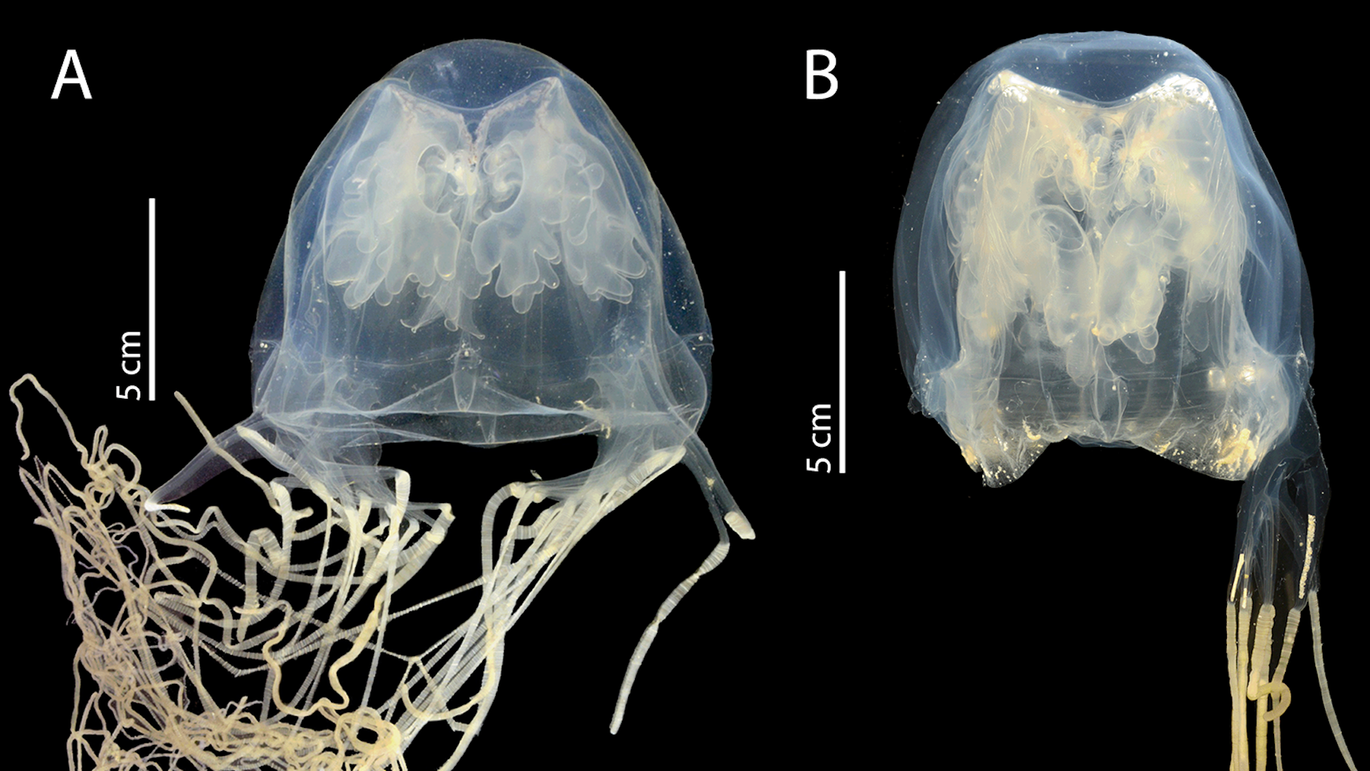New box jellyfish name warns of 'death from behind' | Popular Science