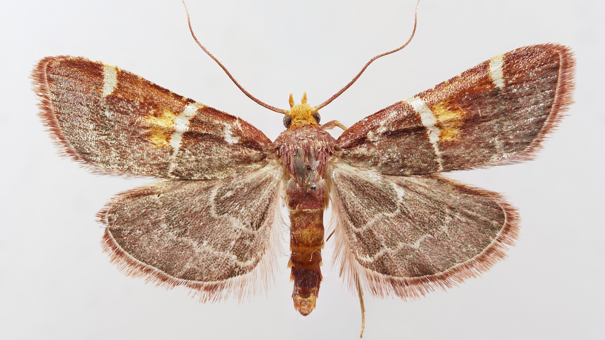 Photo of the Pope Leo moth with dark orange wings broken up by white bands