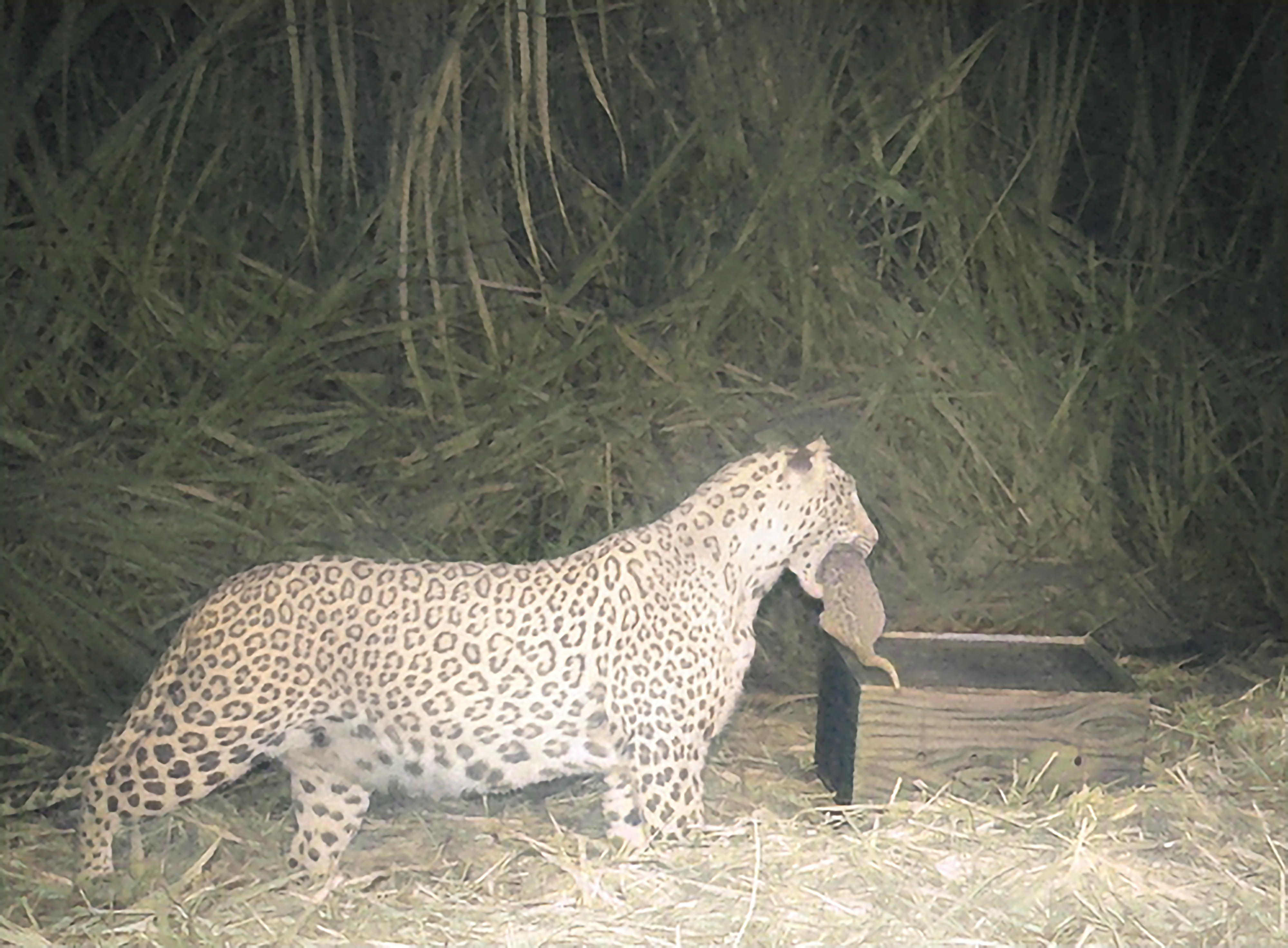 a mother leopard retrieving her cub