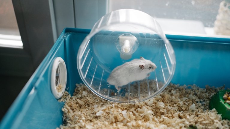 Hamster running on exercise wheel in cage