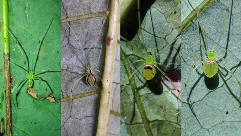 Four Himalayan happy-face spiders side-by-side on leaves
