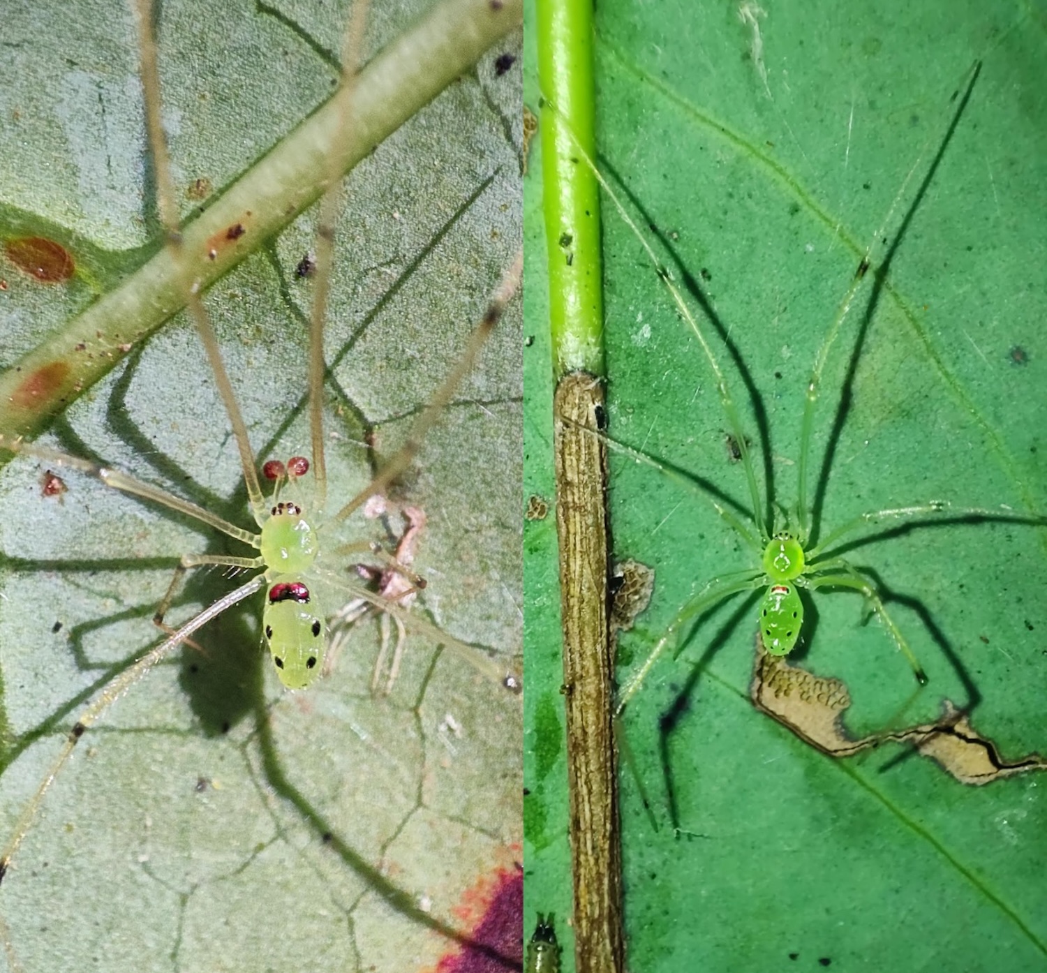 Mature male (left) and female (right) of Theridion himalayana sp. nov. Photo credit: Devi Priyadarshini and Ashirwad Tripathy.
