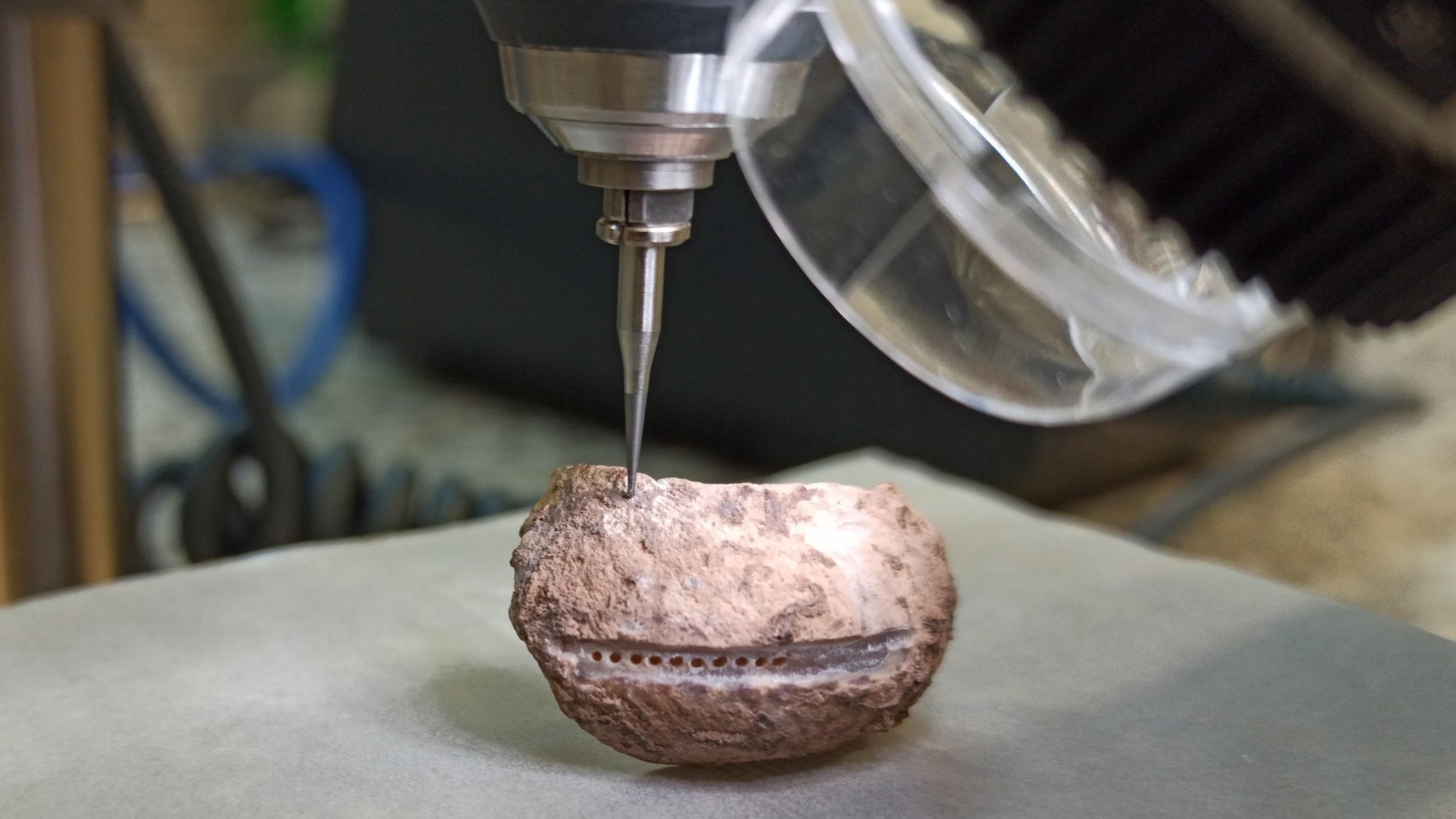 Drill boring hole in ancient mollusk shell in laboratory