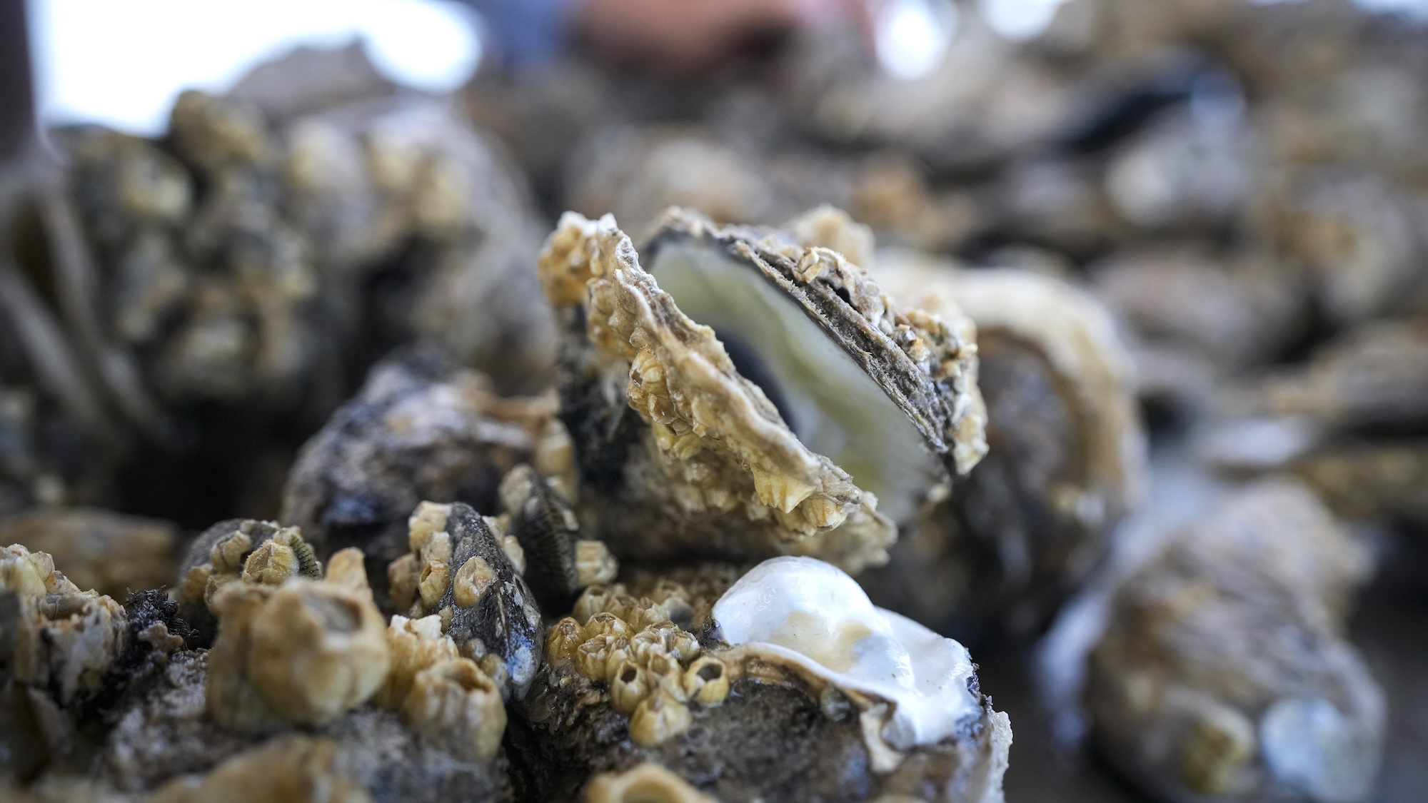 Close up of oyster shells
