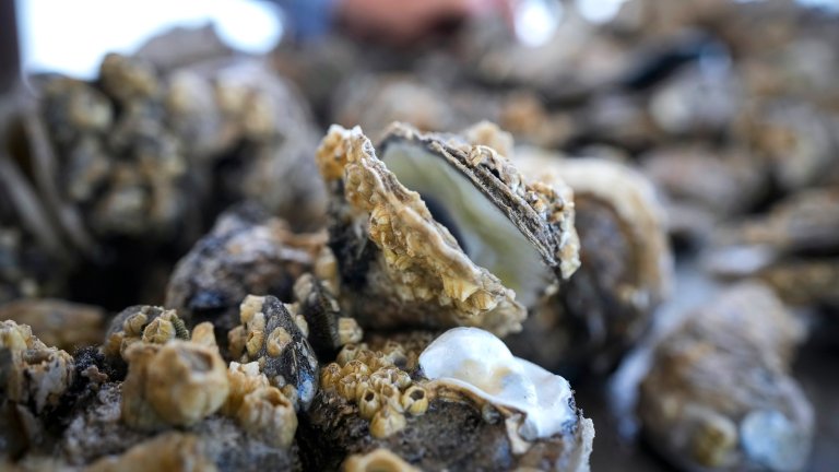 Close up of oyster shells
