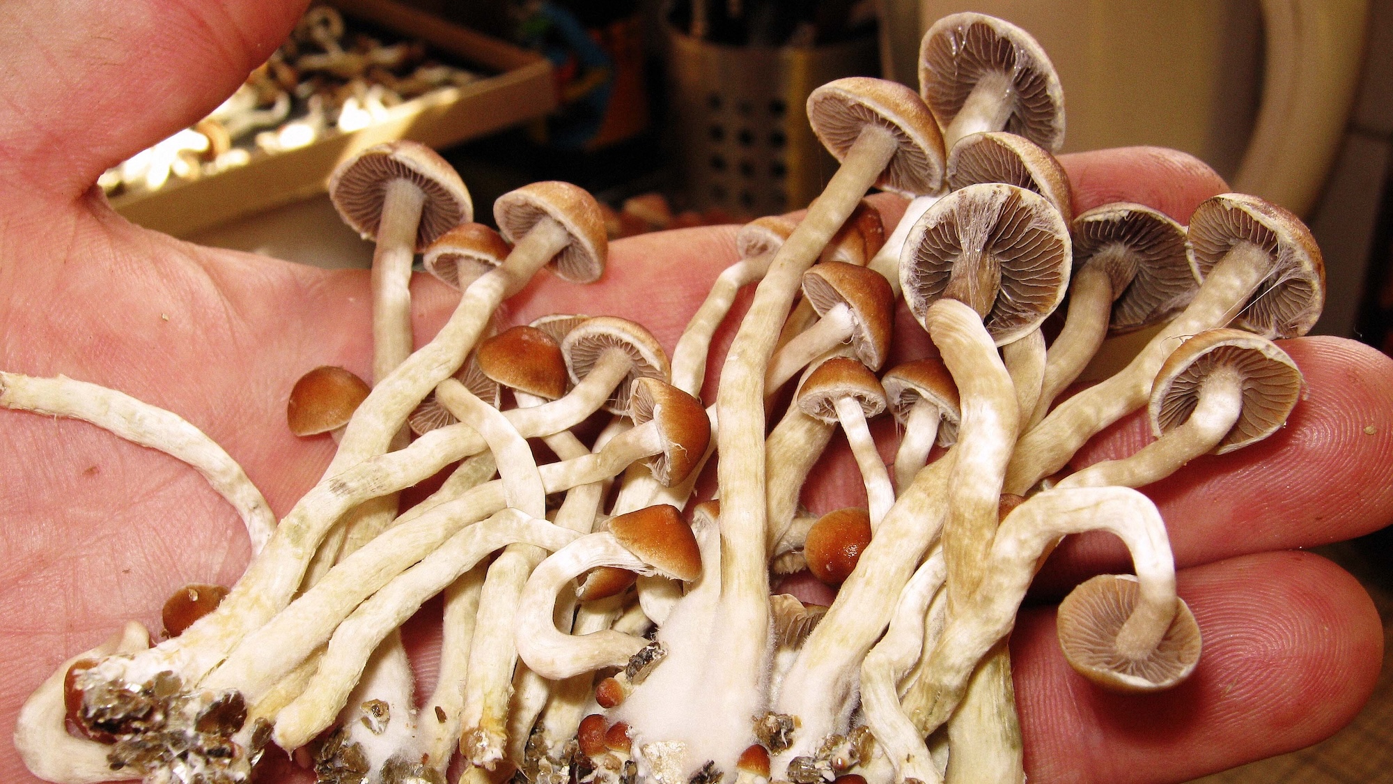 Close up of magic mushrooms in the palm of someone's hand