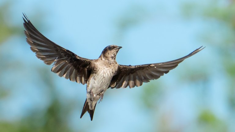 Purple martin in flight