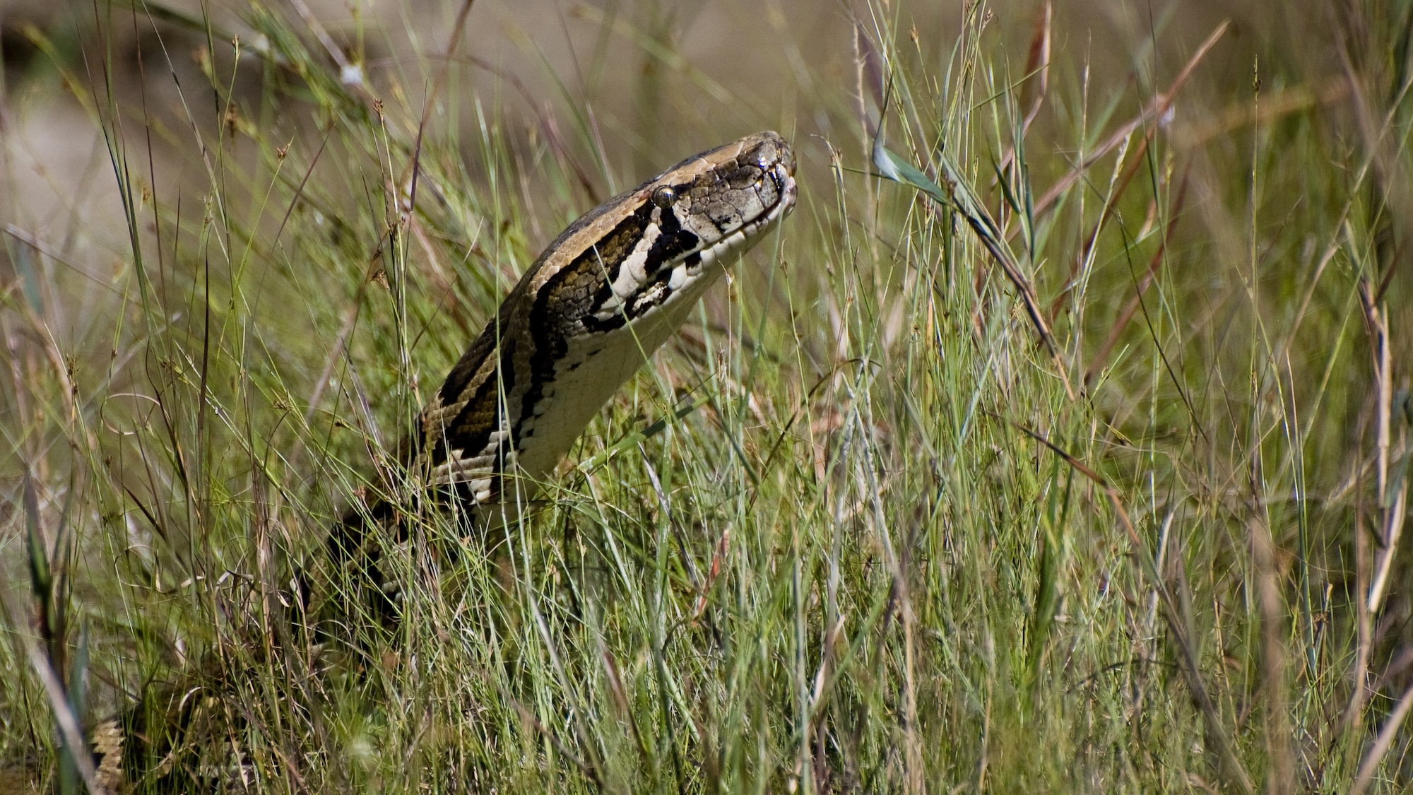 Burmese Python in the Everglades