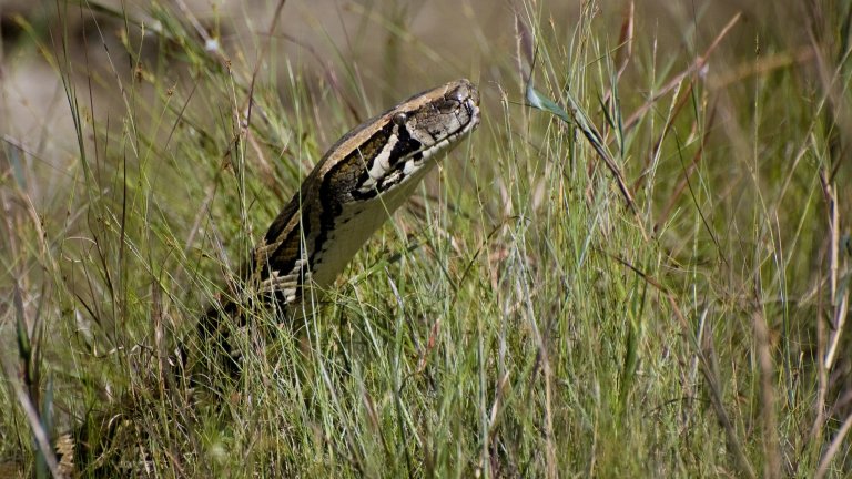 Burmese Python in the Everglades