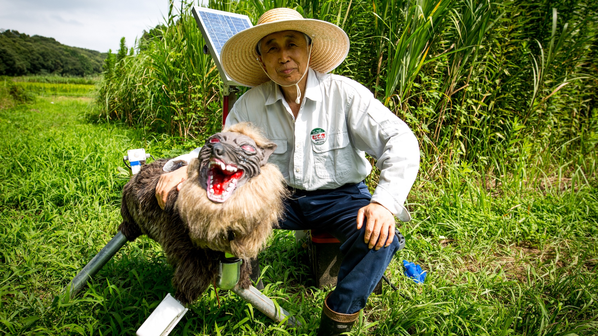 Chikao Umezawa, head of JA Kisarazu-shi, posed for a photo beside a robot named "Super Monster Wolf", a solar powered robot designed to scare away wildlife from farmers crops in Kisarazu, southwestern Chiba Prefecture, Japan on August 10, 2017. Wolf Bot uses an infrared ray sensor when wild animals approach. It begins to intimidate wild animals by flashing red LED lights from its eyes on and off and blaring 48 repeated different types of loud sounds. (Photo by Richard Atrero de Guzman/NUR Photo) (Photo by Richard Atrero de Guzman/NurPhoto via Getty Images)