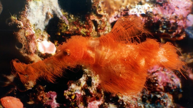 hairy ghost pipefish Solenostomus snuffleupagus, which looks like Mr. Snuffleupagus from Sesame Street