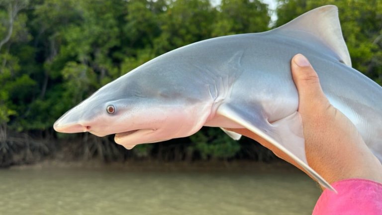Close up of speartooth shark