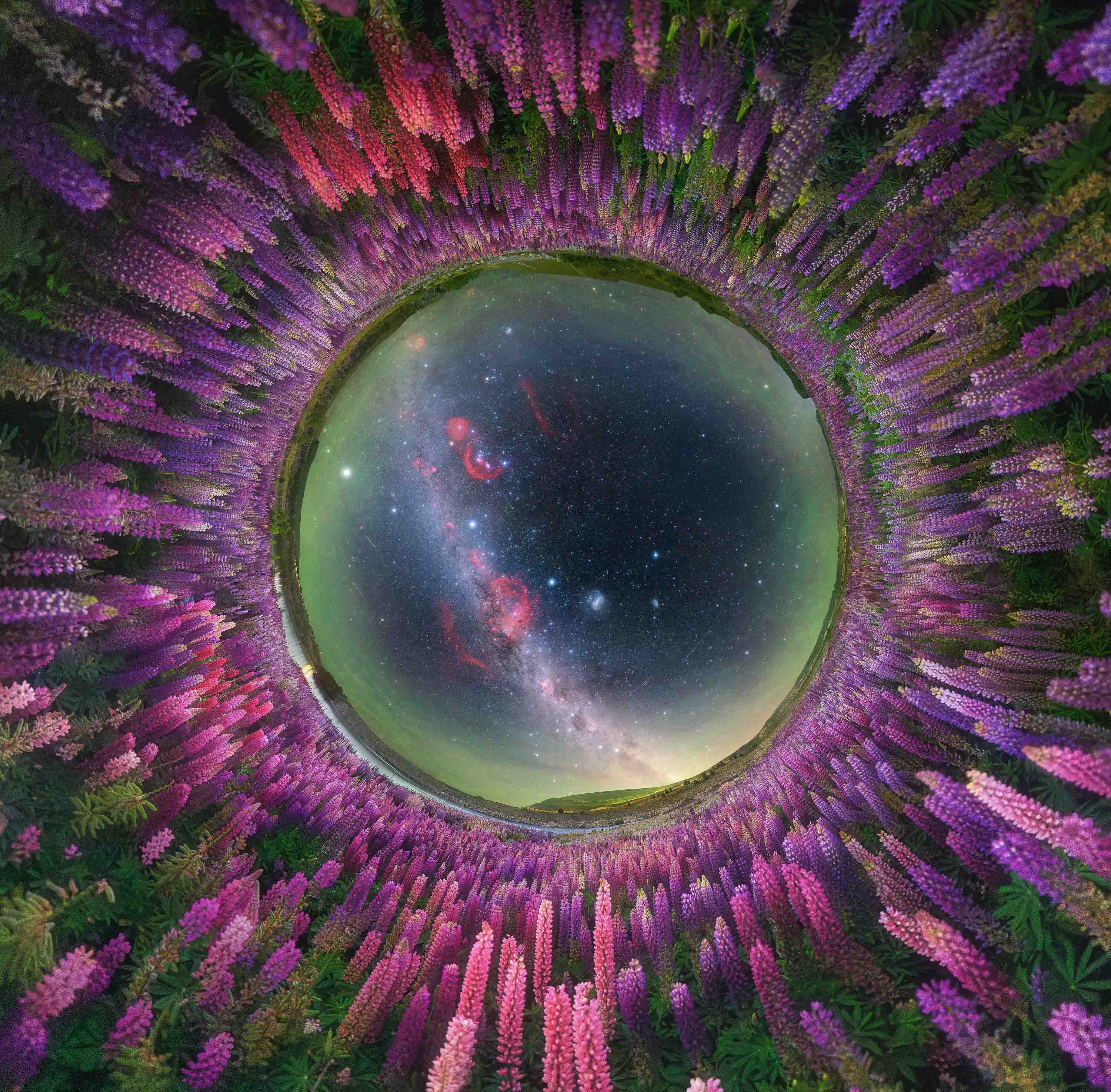 This image captures the Milky Way rising above a blooming field of lupines in New Zealand during November, when spring wildflowers transform the landscape beneath the night sky. Using a fisheye perspective, the flowers encircle the scene, forming a natural frame that draws the viewer into the celestial sphere above.
