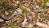 A photo of the Guangxi reed snake on the forest floor