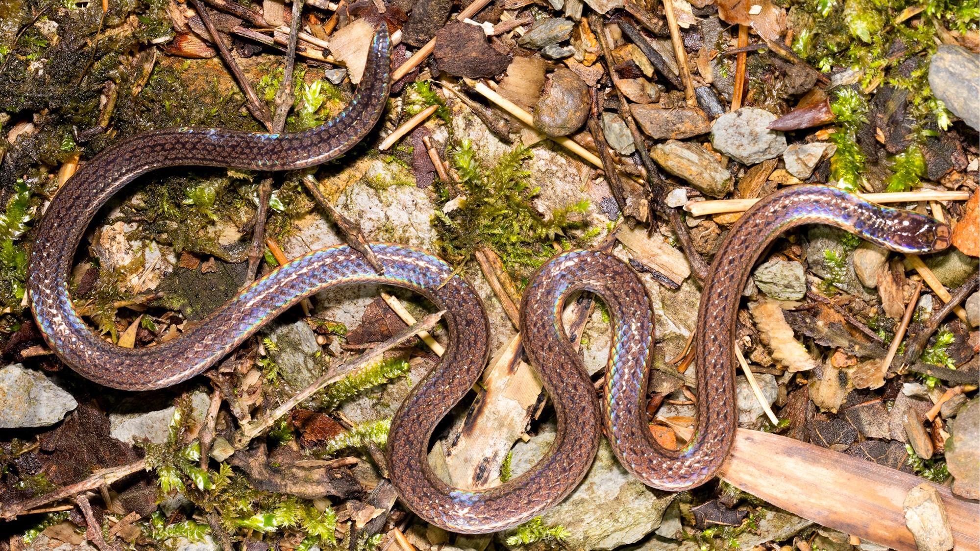 A photo of the Guangxi reed snake on the forest floor