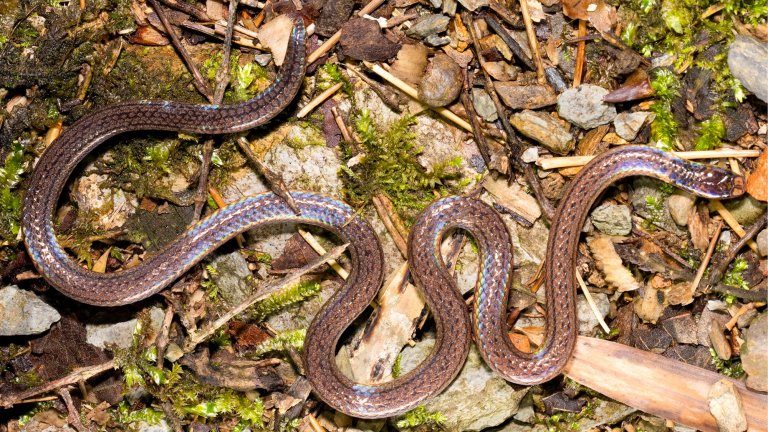A photo of the Guangxi reed snake on the forest floor