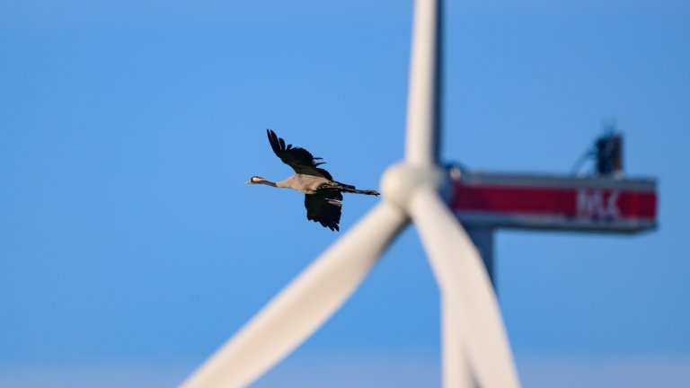 Goose flying behind wind turbine