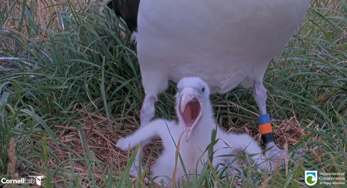 6 bird cam highlights to celebrate nesting season