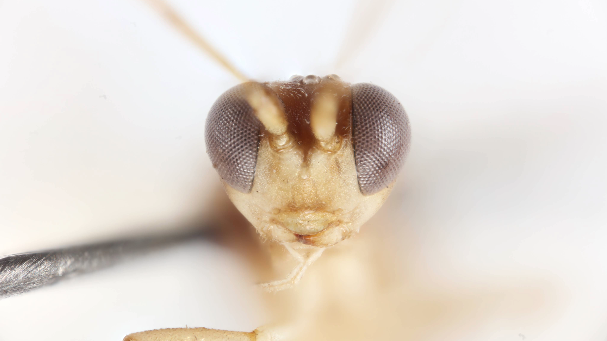 a wasp's head