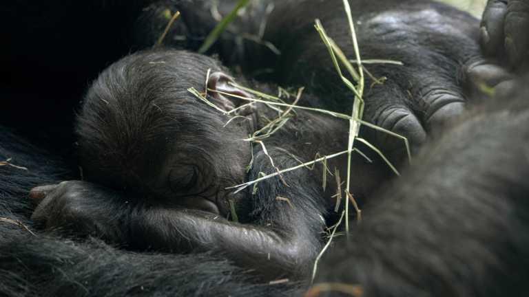 a sleeping baby gorilla