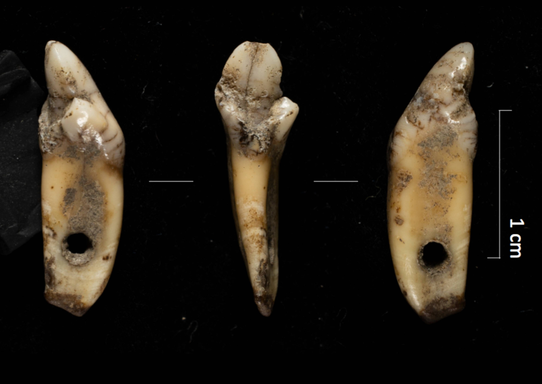 a pendant made from a bear's tooth