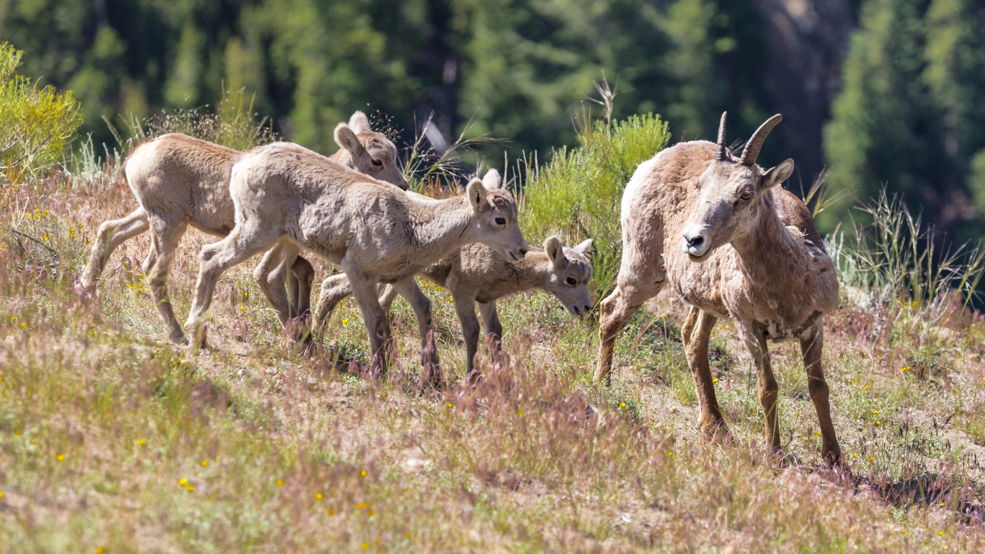 a mother big horn sheep with three babies