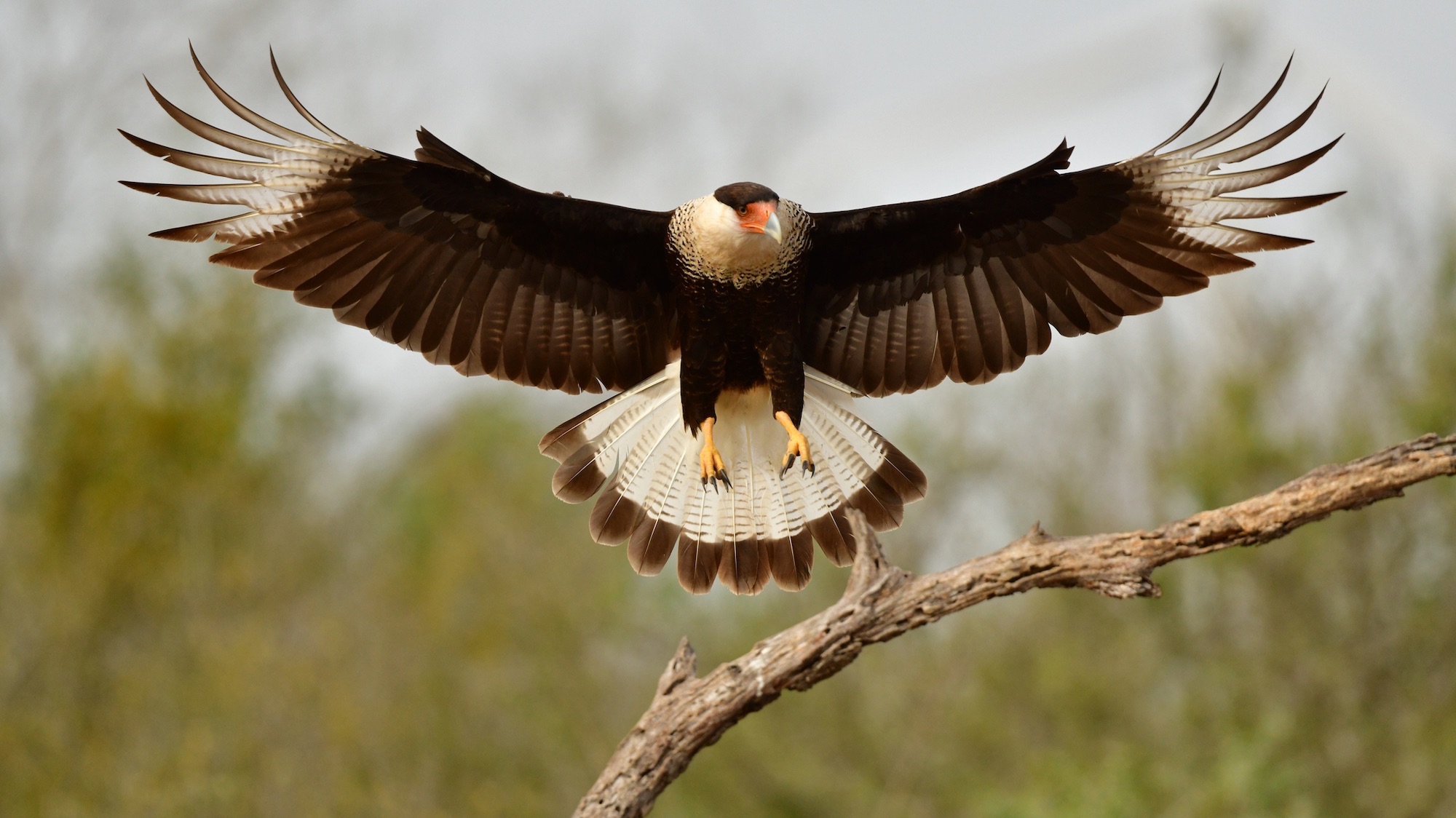 Spread wings of a wild crested caracara in South Texas USA