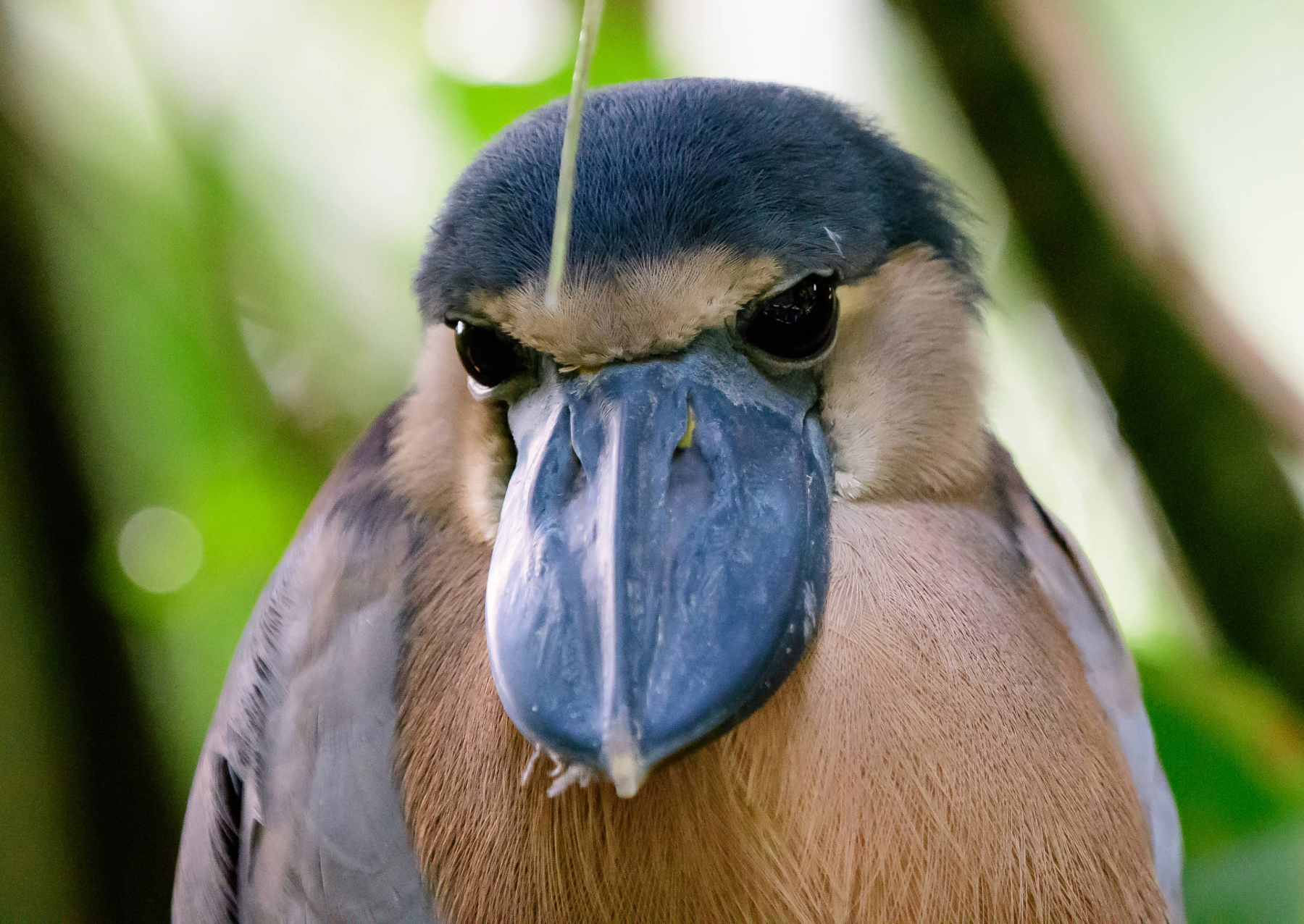 a bird with blue and brown plumage and a wide, blue bill